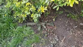 Bolt recoil HK416 camo paint