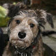 Jasperthedog