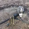 DoomPossum